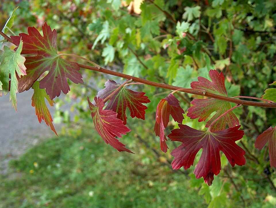 Ribes aureum (Golden Currant) (alternate view 8)