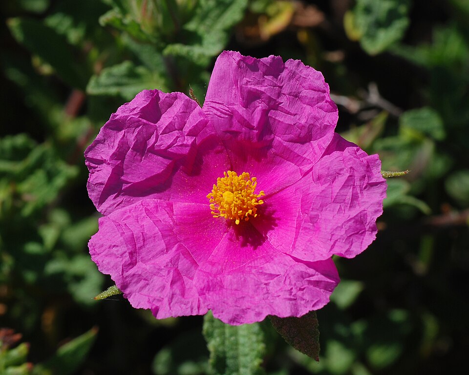 Cistus creticus (alternate view 6)