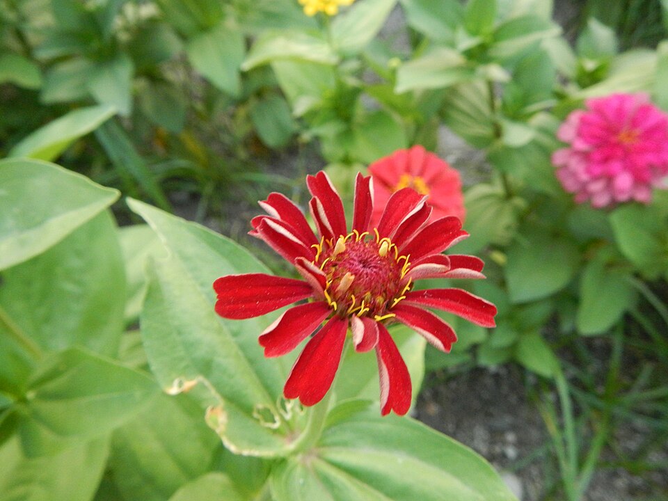 Zinnia elegans (Elegant Zinnia)