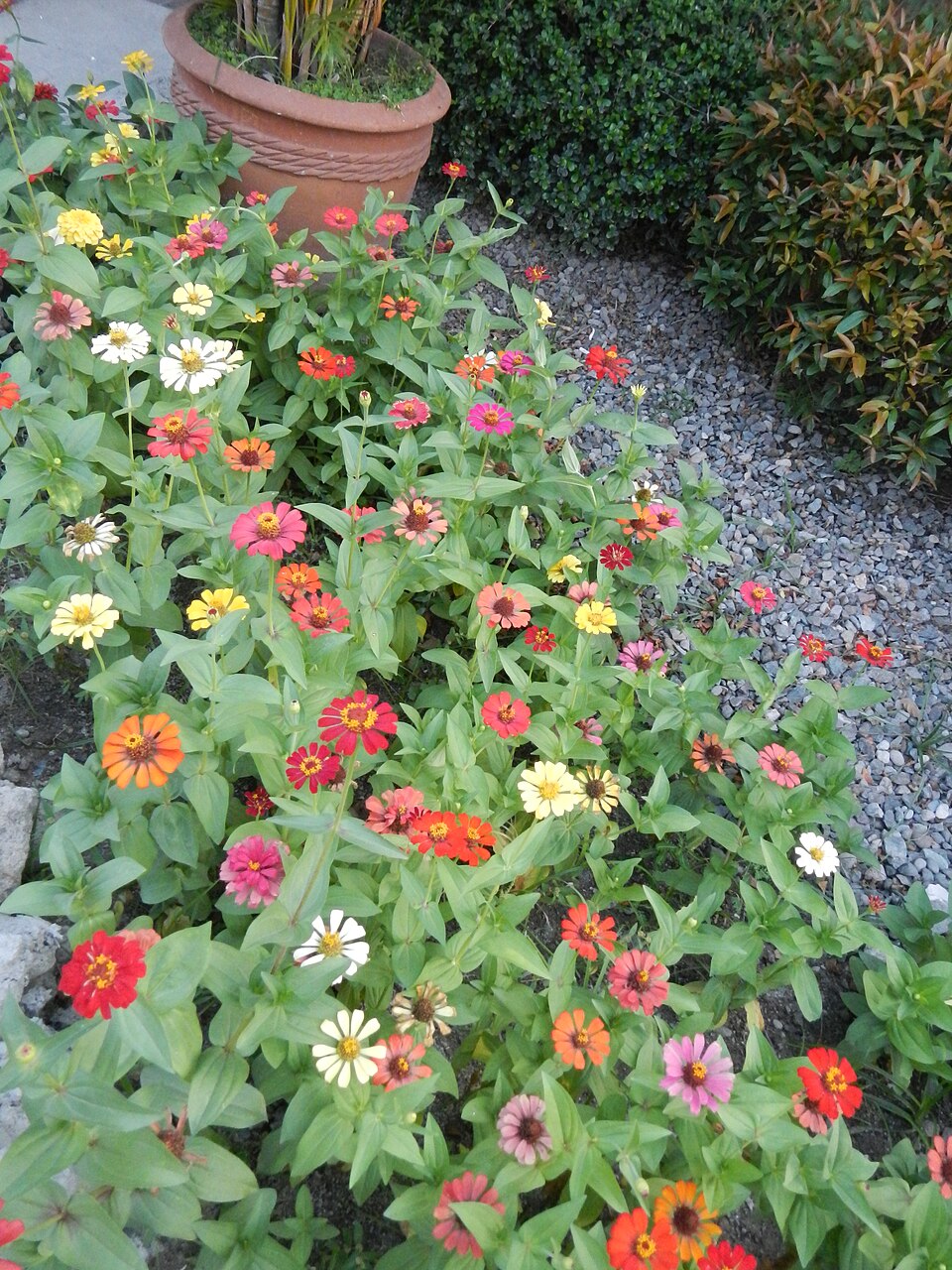 Zinnia elegans (Elegant Zinnia)