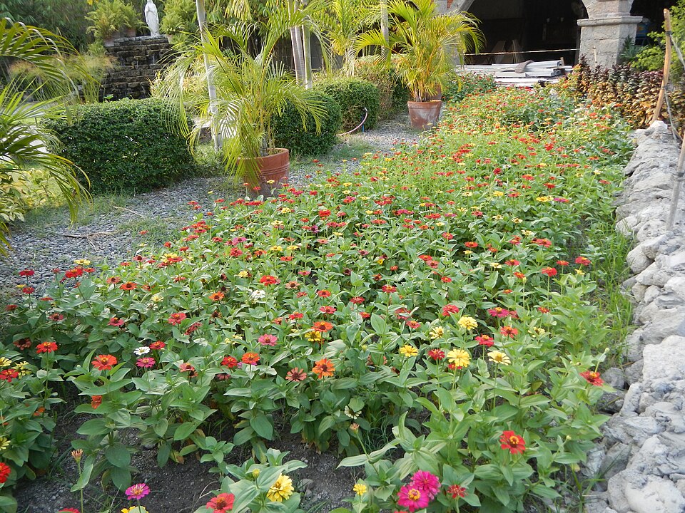 Zinnia elegans (Elegant Zinnia)