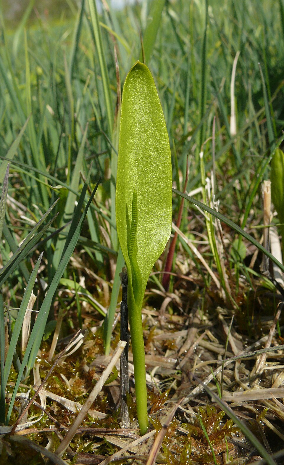 Ophioglossum vulgatum (southern adder's-tongue)