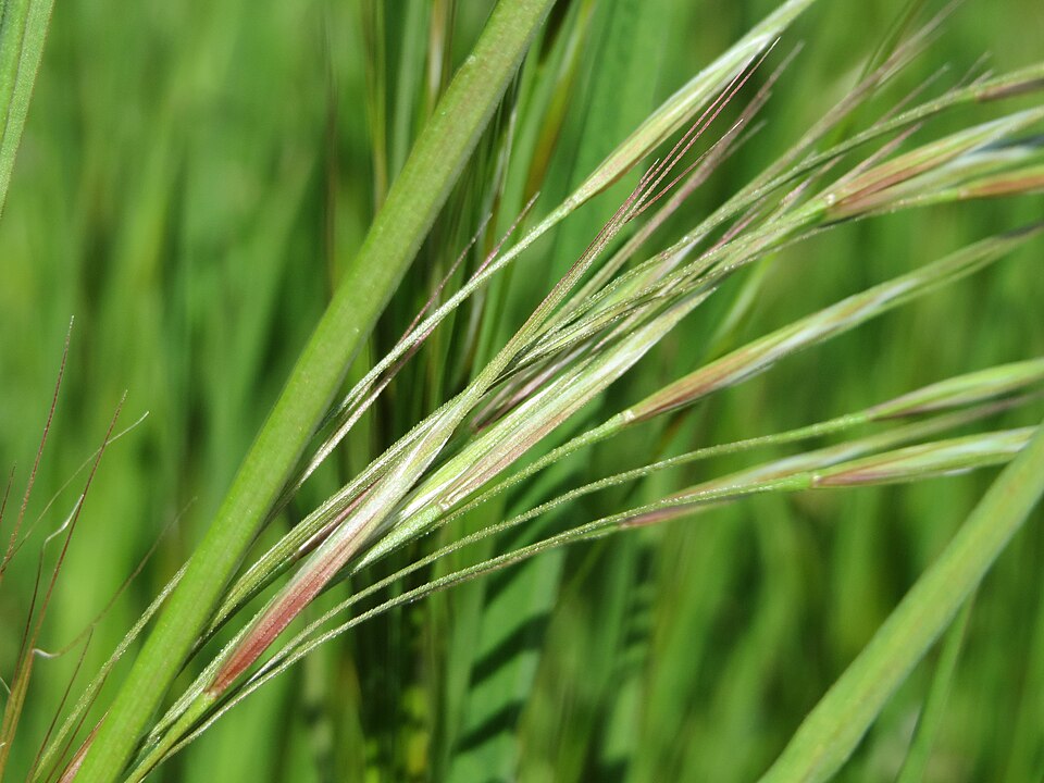 Bromus sterilis (barren brome) (alternate view 10)