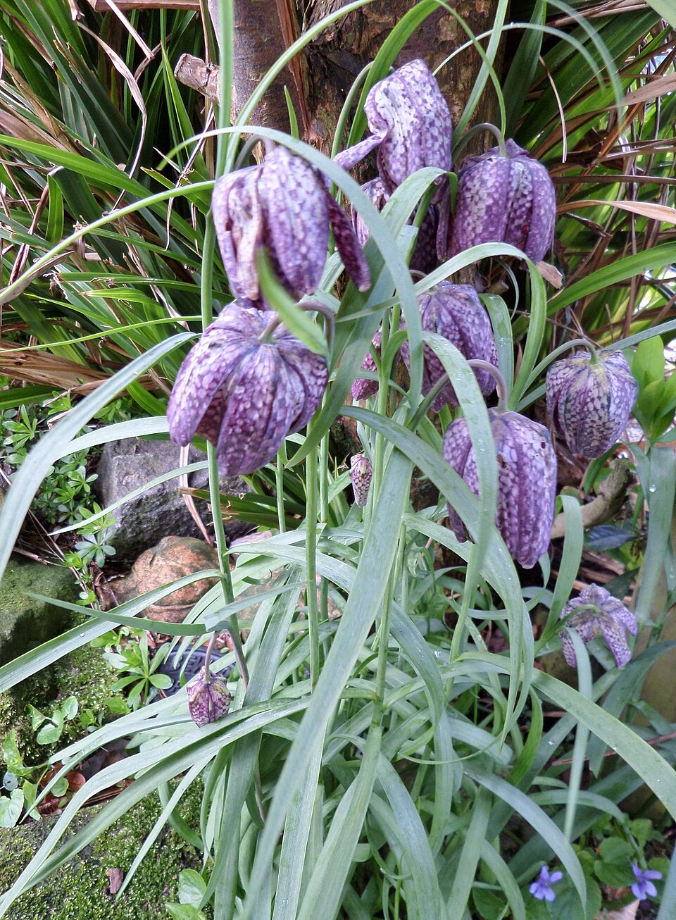 Fritillaria meleagris (snakes-head fritillary) (alternate view 8)