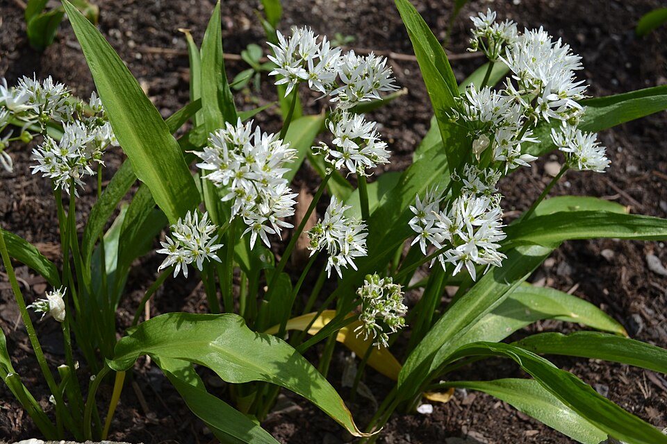 Allium ursinum (Ramsons)