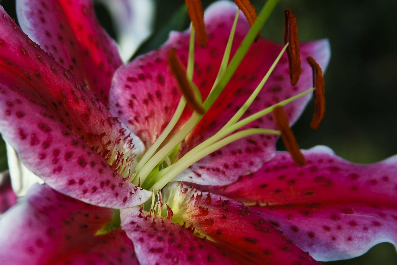 Lilium speciosum, Showy Japanese lily — upright deciduous (Liliaceae) (image 10 of 10)