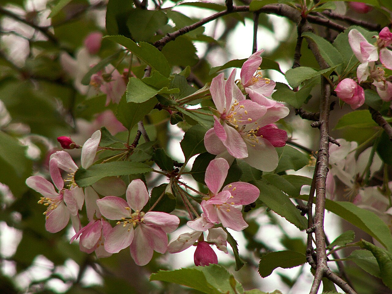 Malus coronaria, Sweet crabapple — spreading deciduous (Rosaceae) (image 4 of 10)
