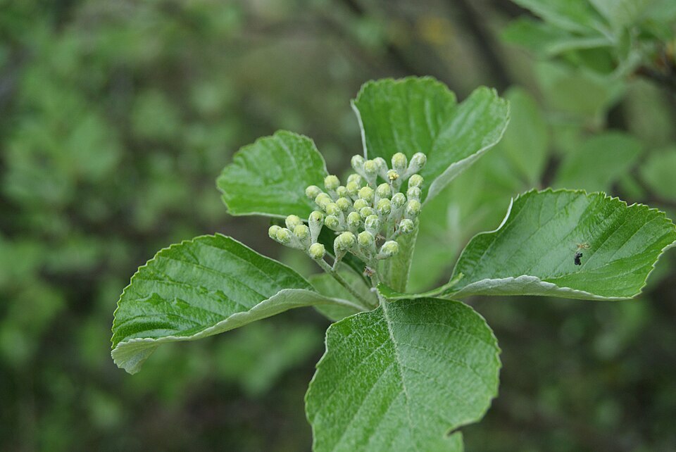 Aria edulis (Whitebeam)