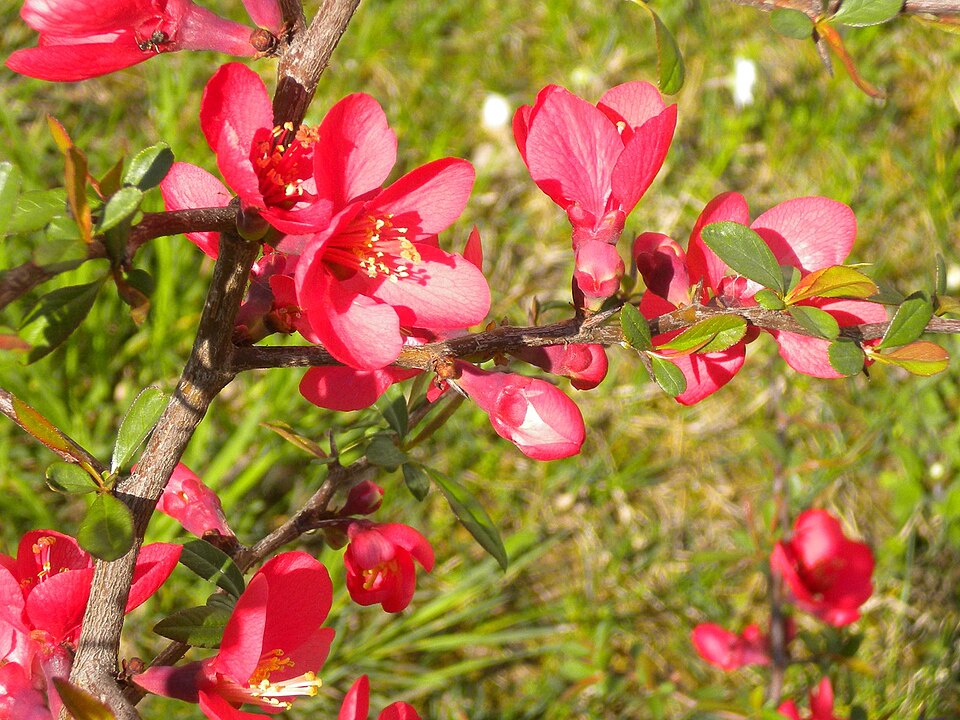 Chaenomeles (Flowering quinces) (alternate view 9)