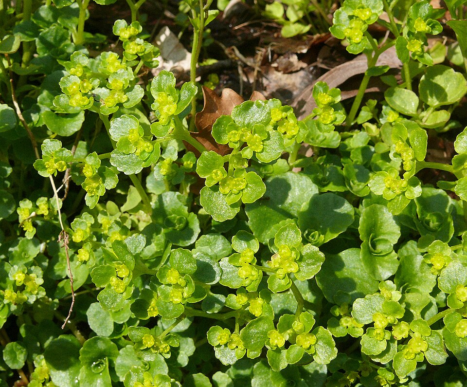 Chrysosplenium oppositifolium (Opposite-leaved Golden-saxifrage)