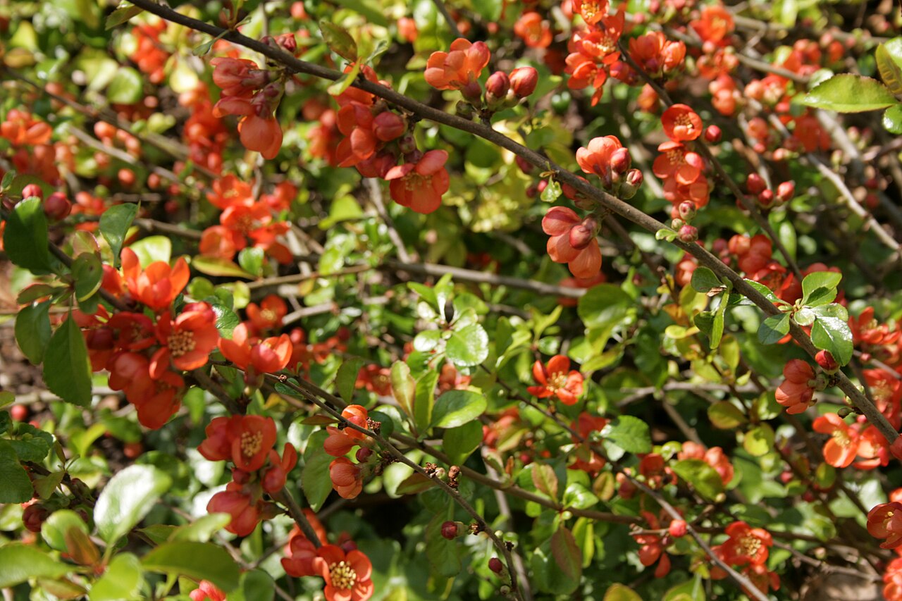 Chaenomeles japonica, Japanese quince — spreading deciduous (Rosaceae) (image 2 of 10)