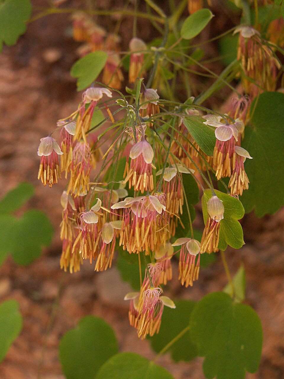 Thalictrum dioicum (early meadow-rue) (alternate view 4)