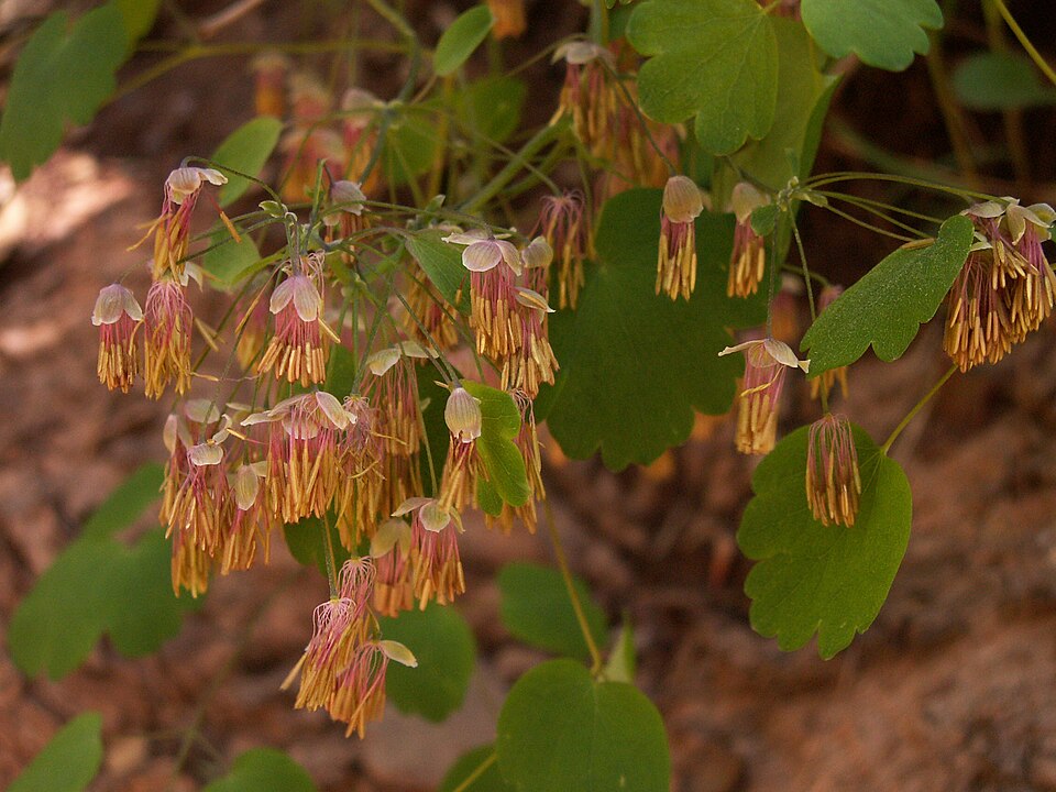 Thalictrum dioicum (early meadow-rue) (alternate view 5)
