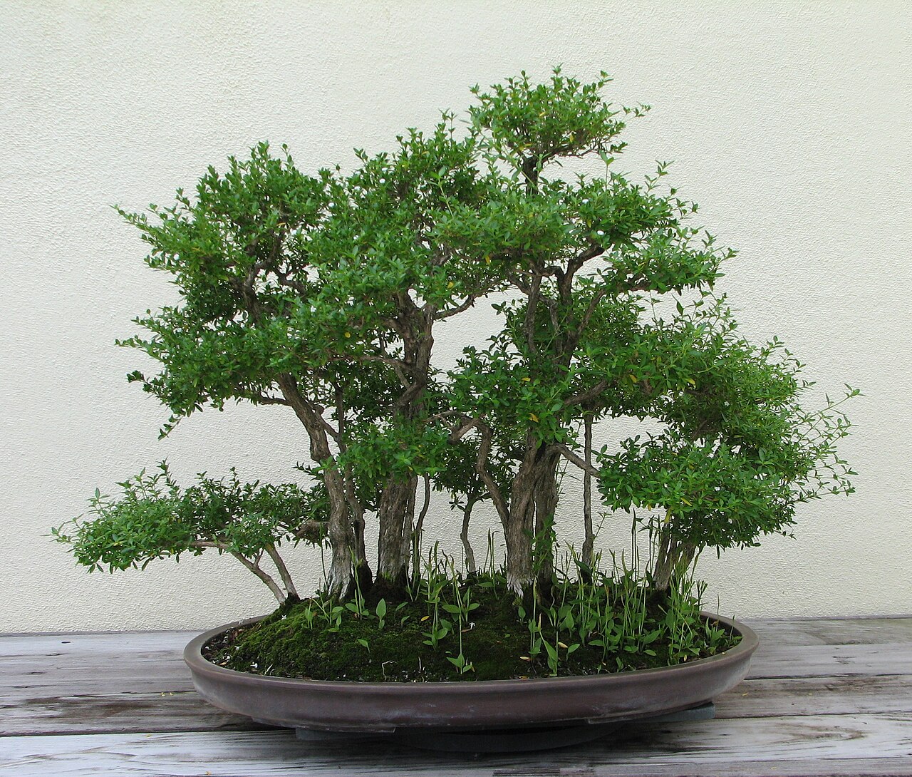 Serissa japonica, Snow rose — mounding evergreen (Rubiaceae) (image 5 of 9)
