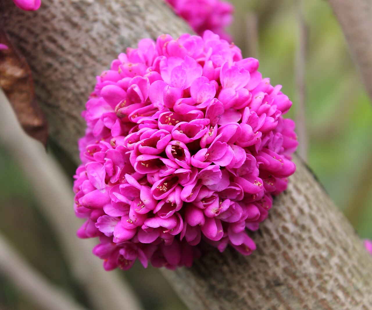 Cercis chinensis, Chinese redbud — upright deciduous (Fabaceae) (image 9 of 10)