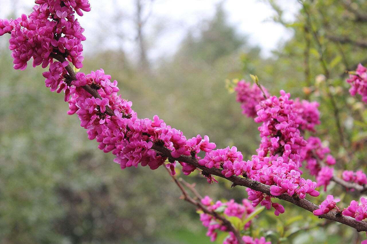 Cercis chinensis, Chinese redbud — upright deciduous (Fabaceae) (image 10 of 10)