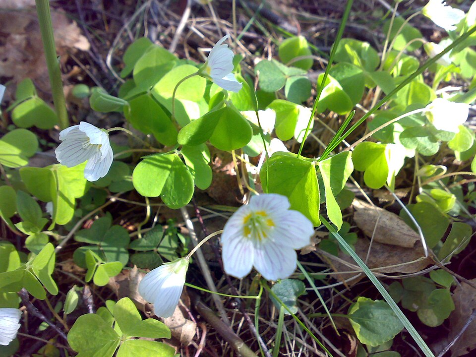 Oxalis acetosella (European wood-sorrel)