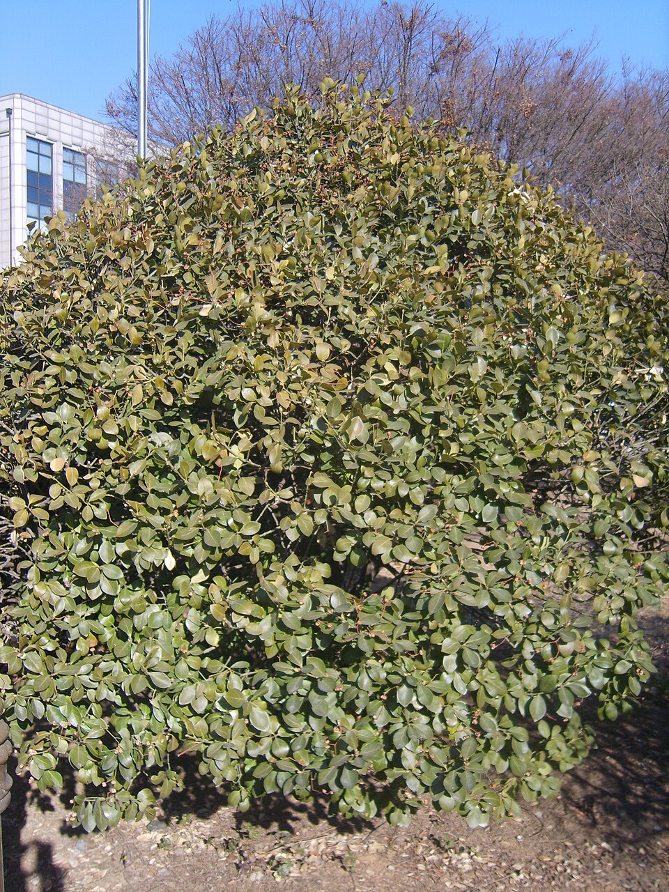 Euonymus japonicus (Japanese Euonymus) (alternate view 10)