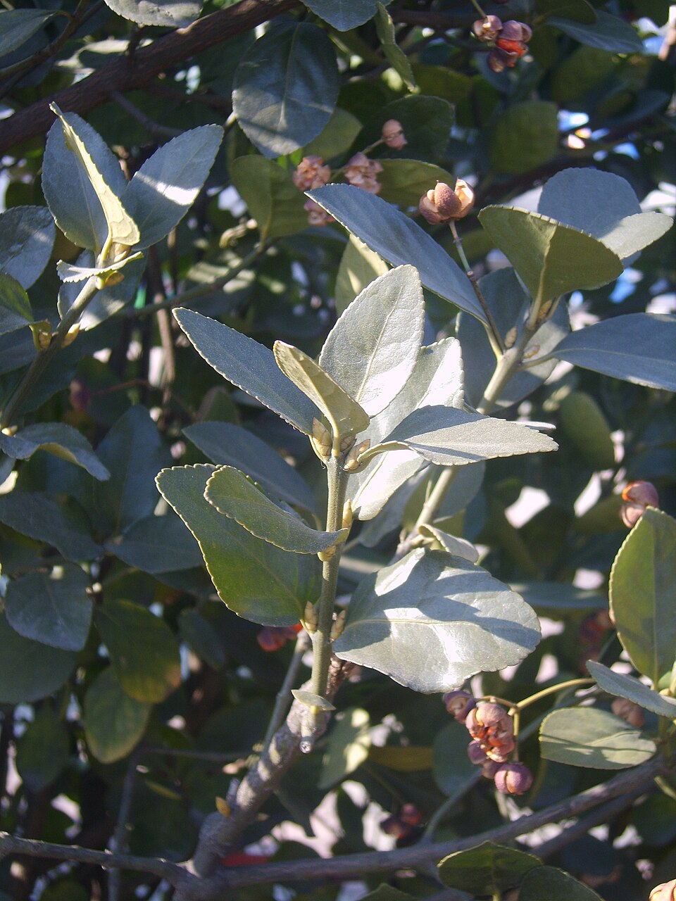 Euonymus japonicus (Japanese Euonymus) (alternate view 11)
