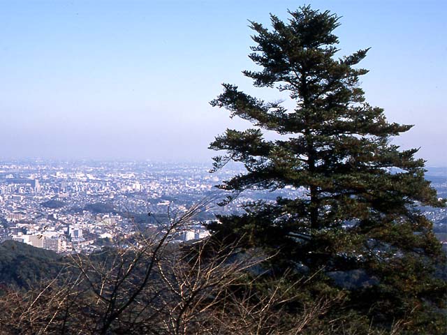 Abies firma, Momi fir — upright evergreen (Pinaceae) (image 7 of 10)