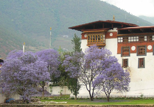 Jacaranda mimosifolia (Jacaranda) (alternate view 7)