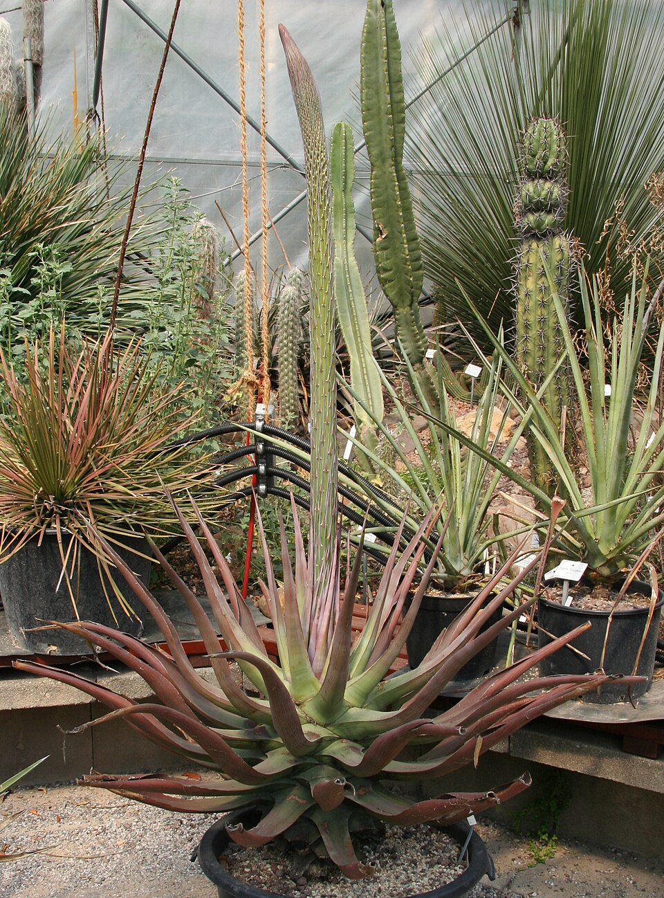 Agave vilmoriniana (Octopus Agave) (alternate view 8)