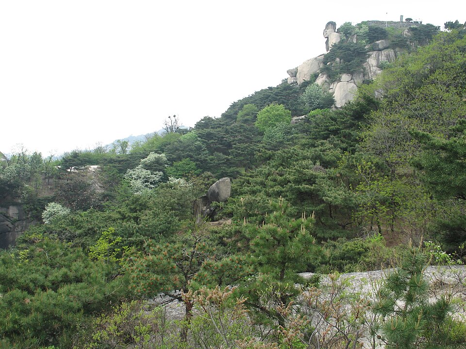 Pinus densiflora (Japanese Red Pine) (alternate view 9)
