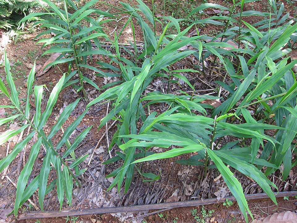 Zingiber officinale (Ginger) (alternate view 8)