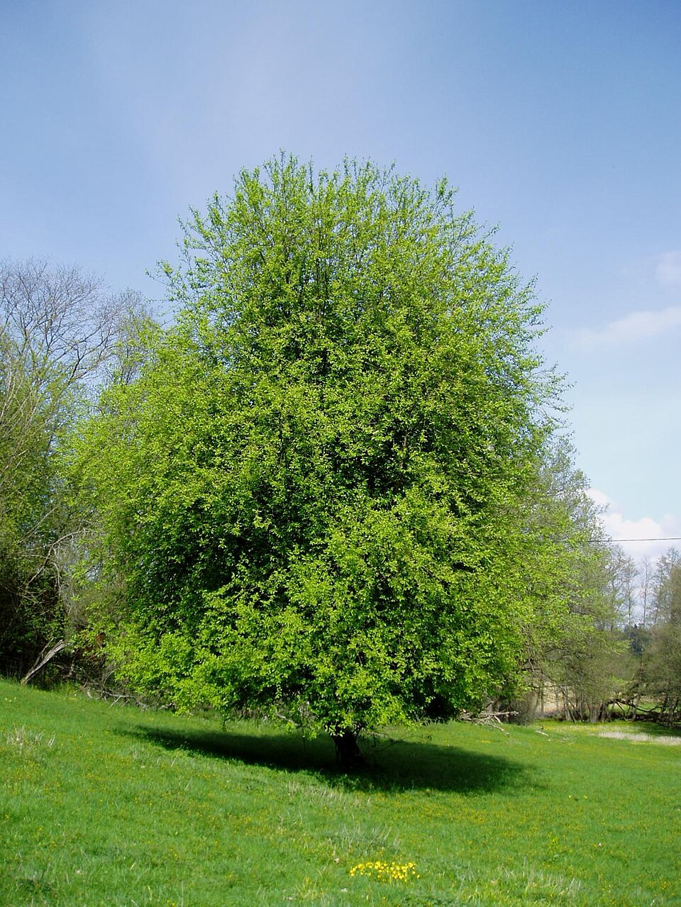 Prunus padus (bird cherry)