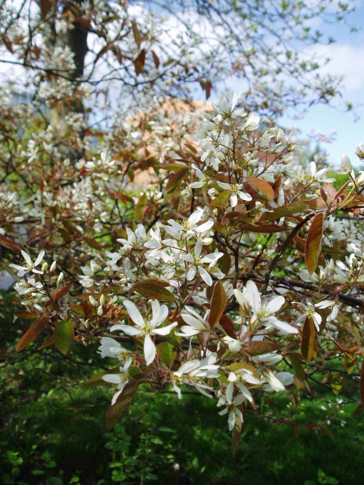 Amelanchier lamarckii, Snowy mespilus — upright deciduous (Rosaceae) (image 4 of 11)