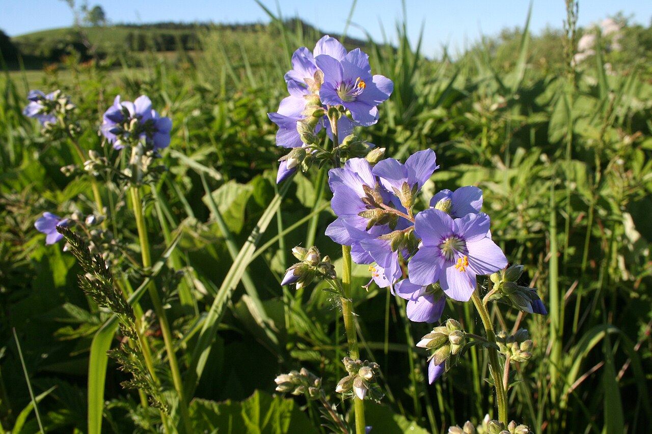 Polemonium caeruleum, Jacob's ladder — clumping deciduous (Polemoniaceae) (image 5 of 10)