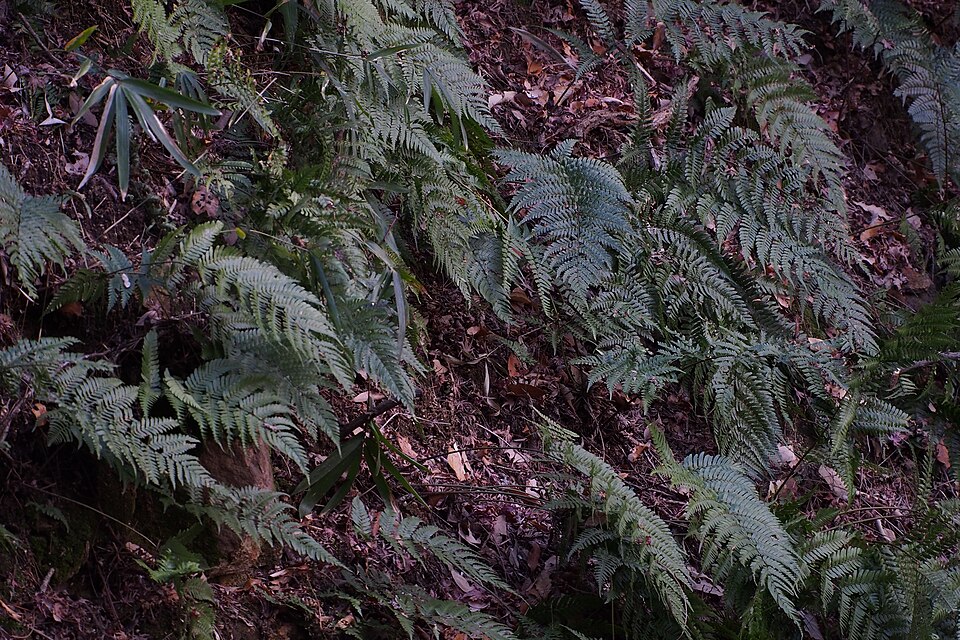 Dryopteris erythrosora (autumn fern) (alternate view 12)
