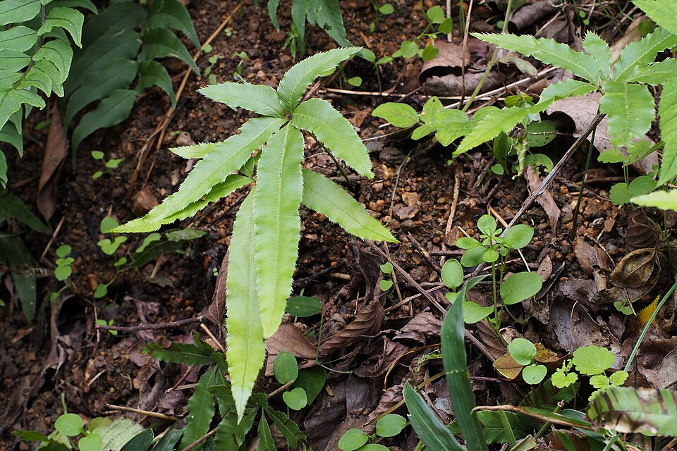 Pteris (brakes)