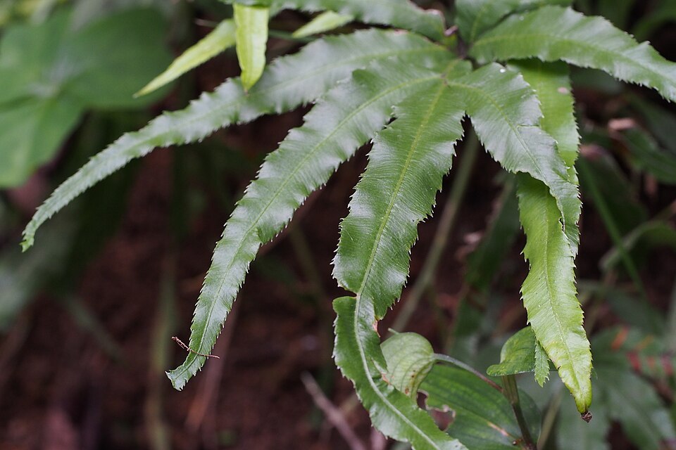 Pteris (brakes) (alternate view 2)