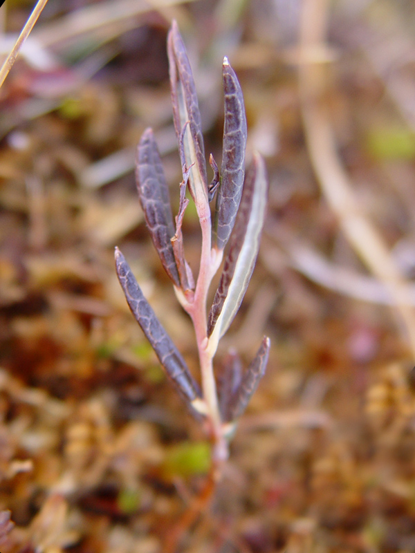 Andromeda polifolia (Bog Rosemary) (alternate view 9)