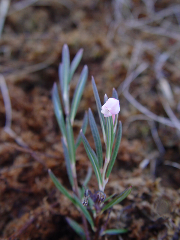 Andromeda polifolia (Bog Rosemary) (alternate view 10)