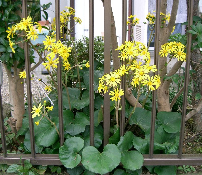 Farfugium japonicum (alternate view 6)