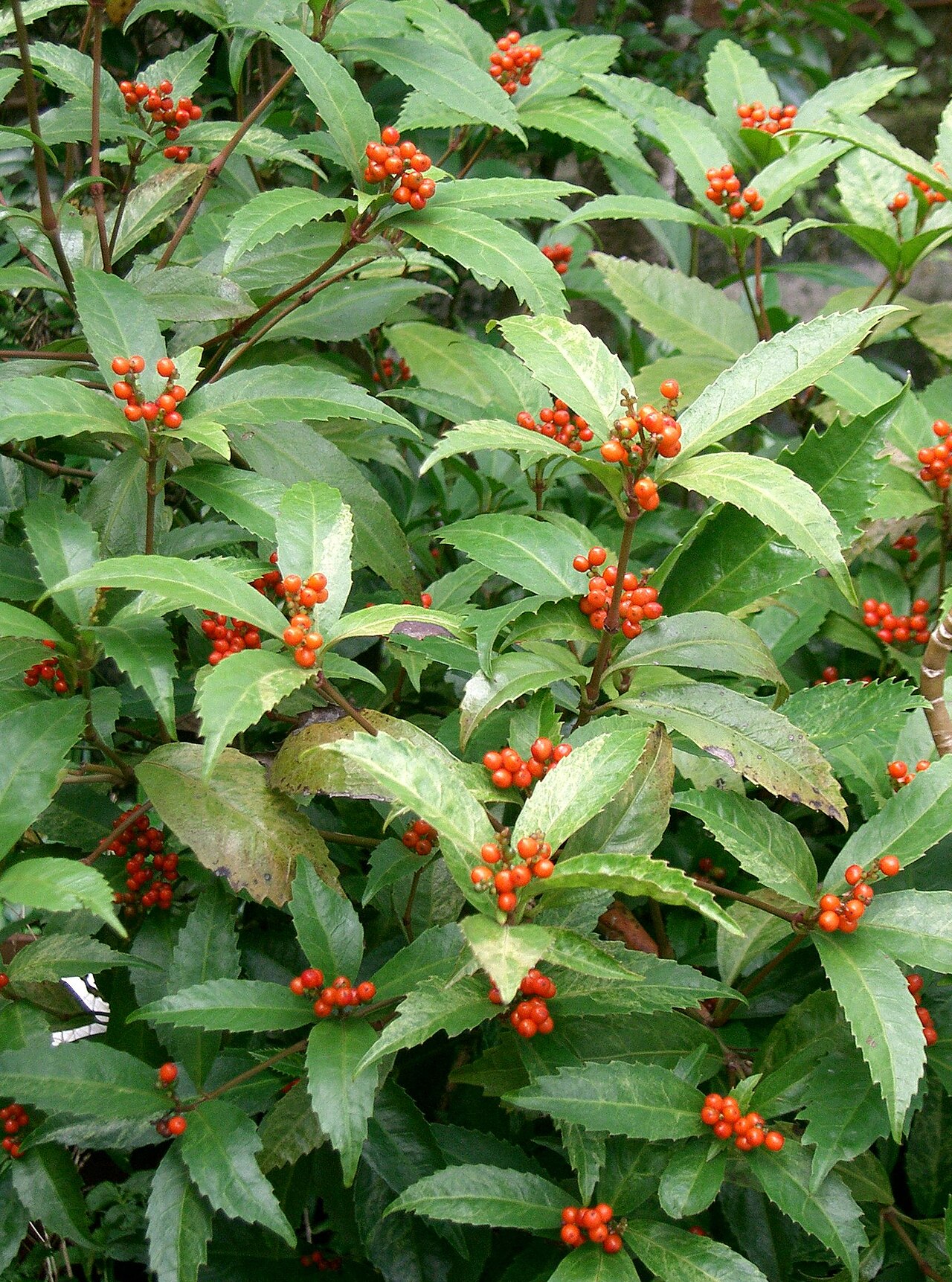 Sarcandra glabra, Senryo — upright evergreen (Chloranthaceae) (image 1 of 10)