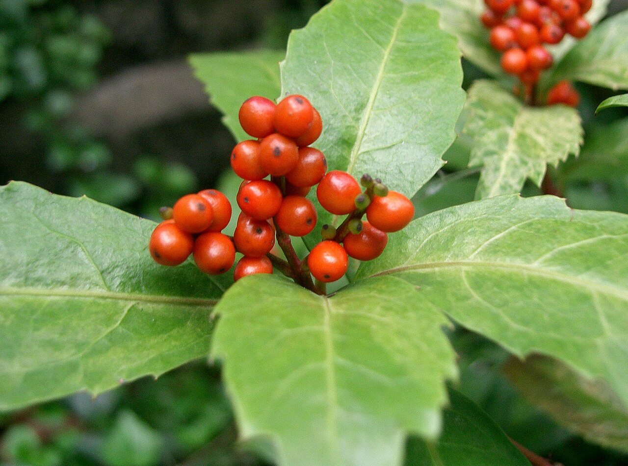 Sarcandra glabra, Senryo — upright evergreen (Chloranthaceae) (image 2 of 10)