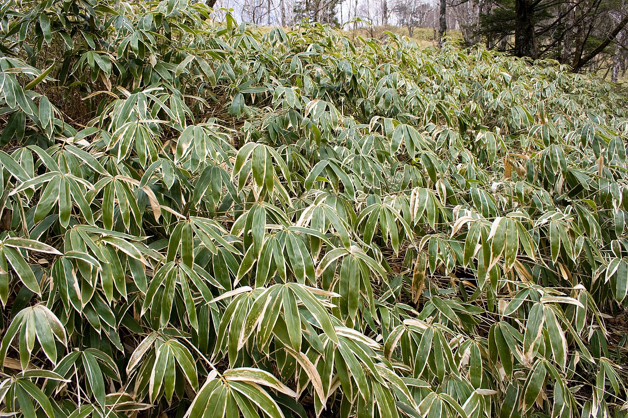 Sasa veitchii, Kuma bamboo grass — spreading evergreen (Poaceae) (image 4 of 9)