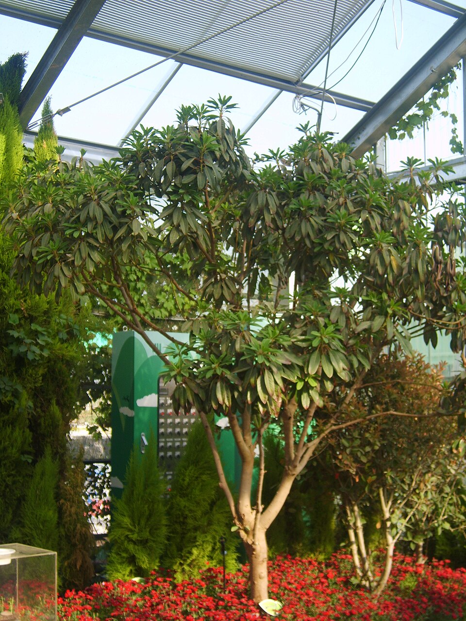 Daphniphyllum macropodum (Himalayan Daphniphyllum) (alternate view 9)