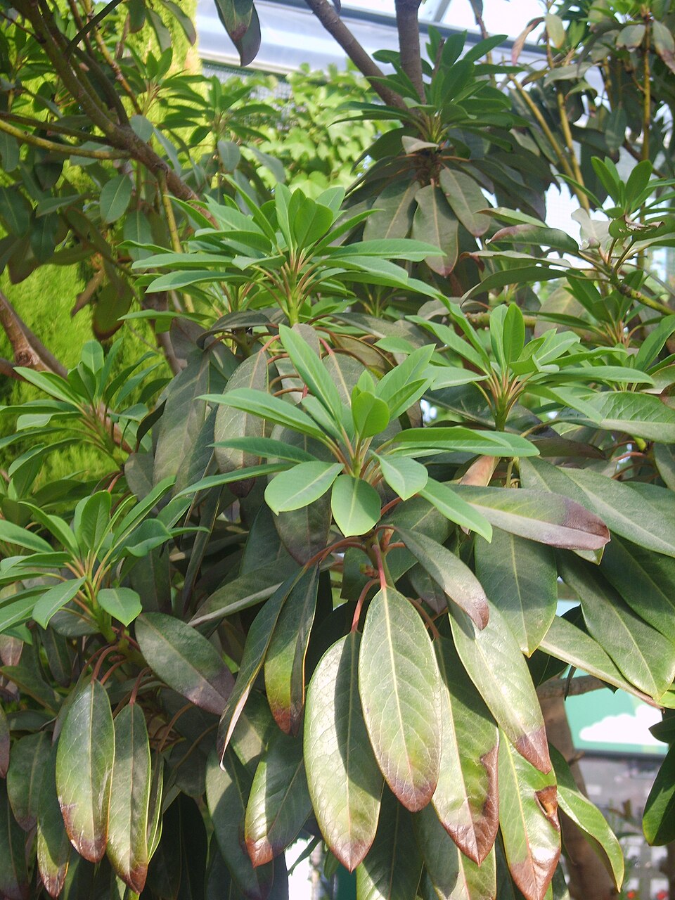 Daphniphyllum macropodum (Himalayan Daphniphyllum) (alternate view 10)