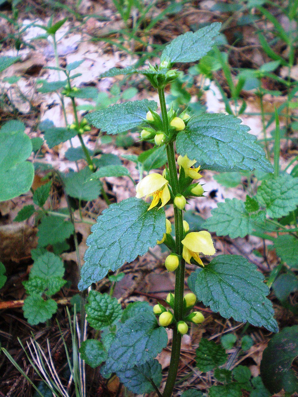Lamium galeobdolon (yellow archangel)