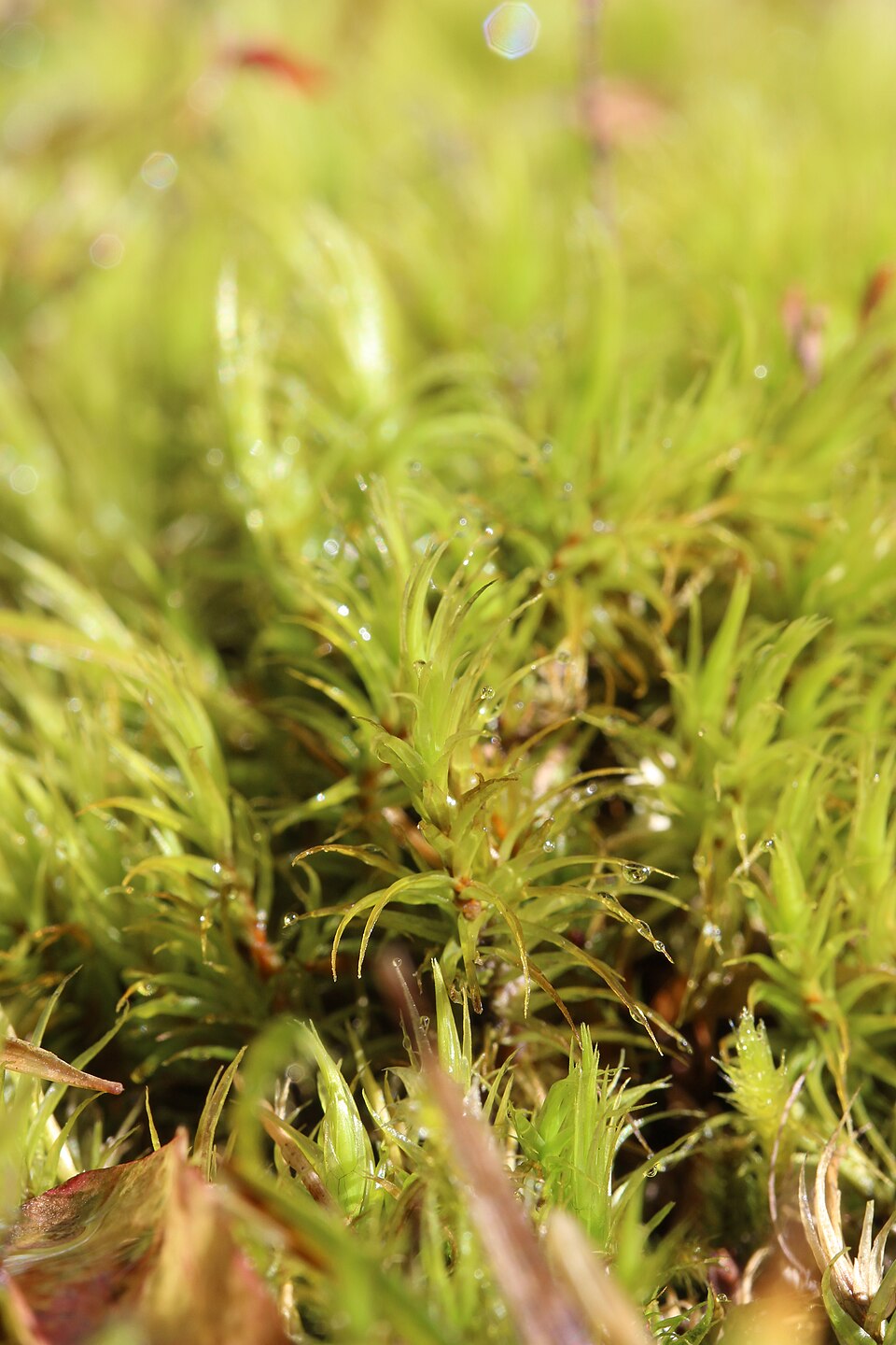 Dicranum scoparium (Broom Forkmoss)