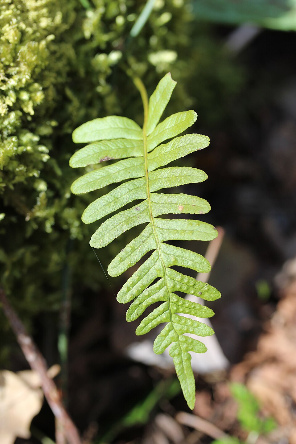 Polypodium vulgare (common polypody)