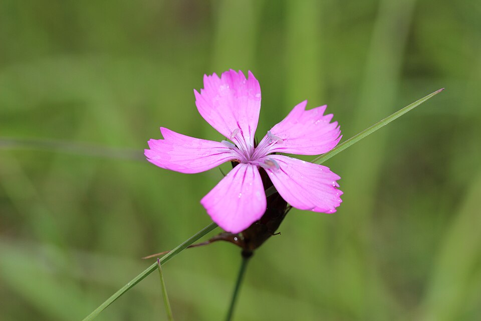 Dianthus carthusianorum (Carthusian Pink) (alternate view 10)
