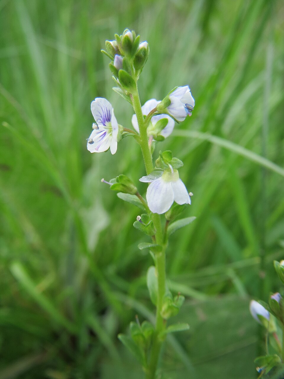 Veronica serpyllifolia (thyme-leaved speedwell)