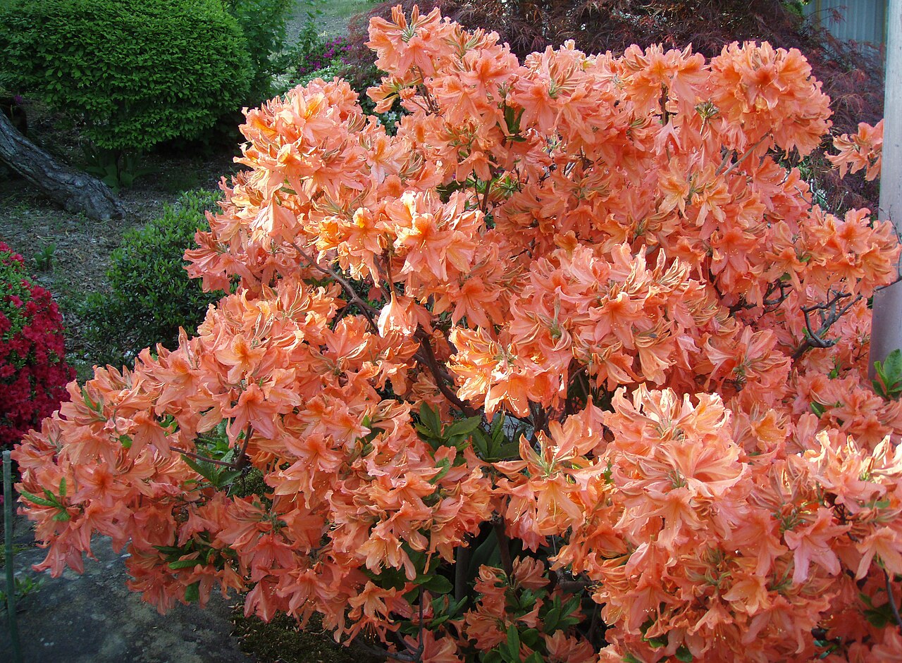 Rhododendron molle, Chinese azalea — upright deciduous (Ericaceae) (image 1 of 10)