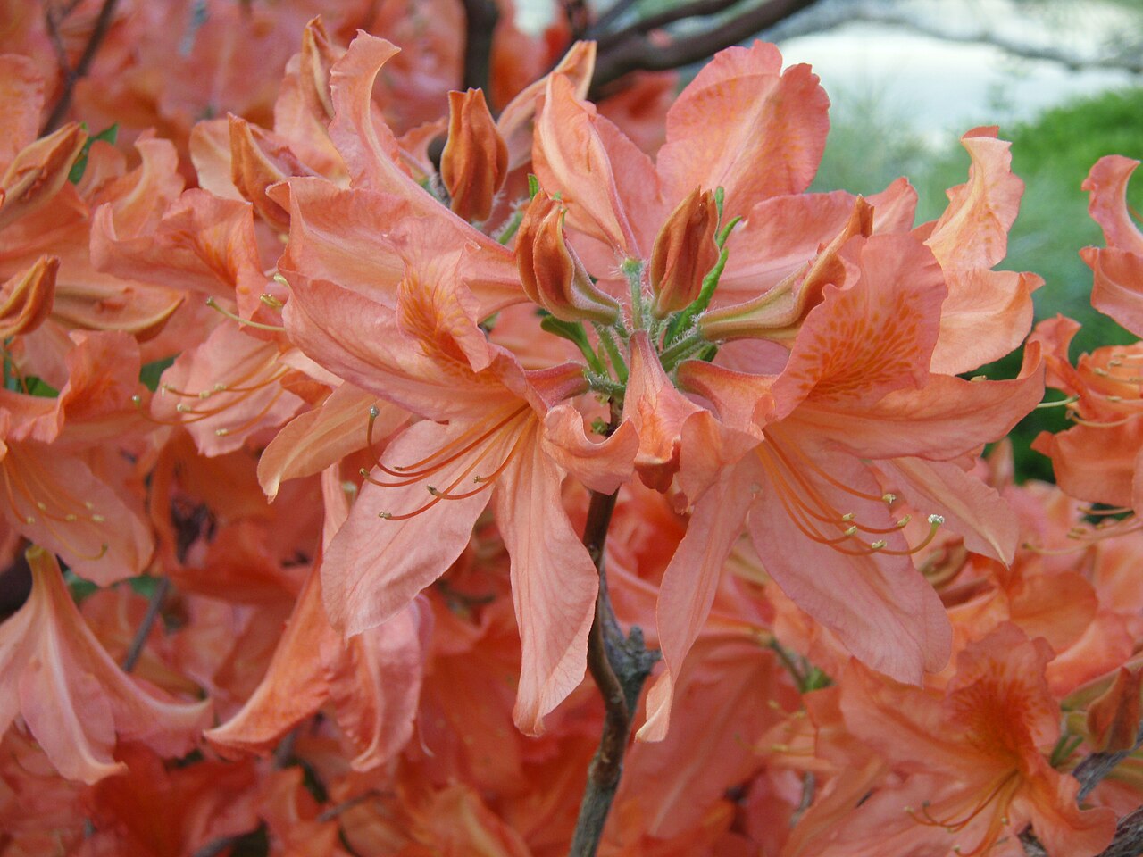 Rhododendron molle, Chinese azalea — upright deciduous (Ericaceae) (image 2 of 10)