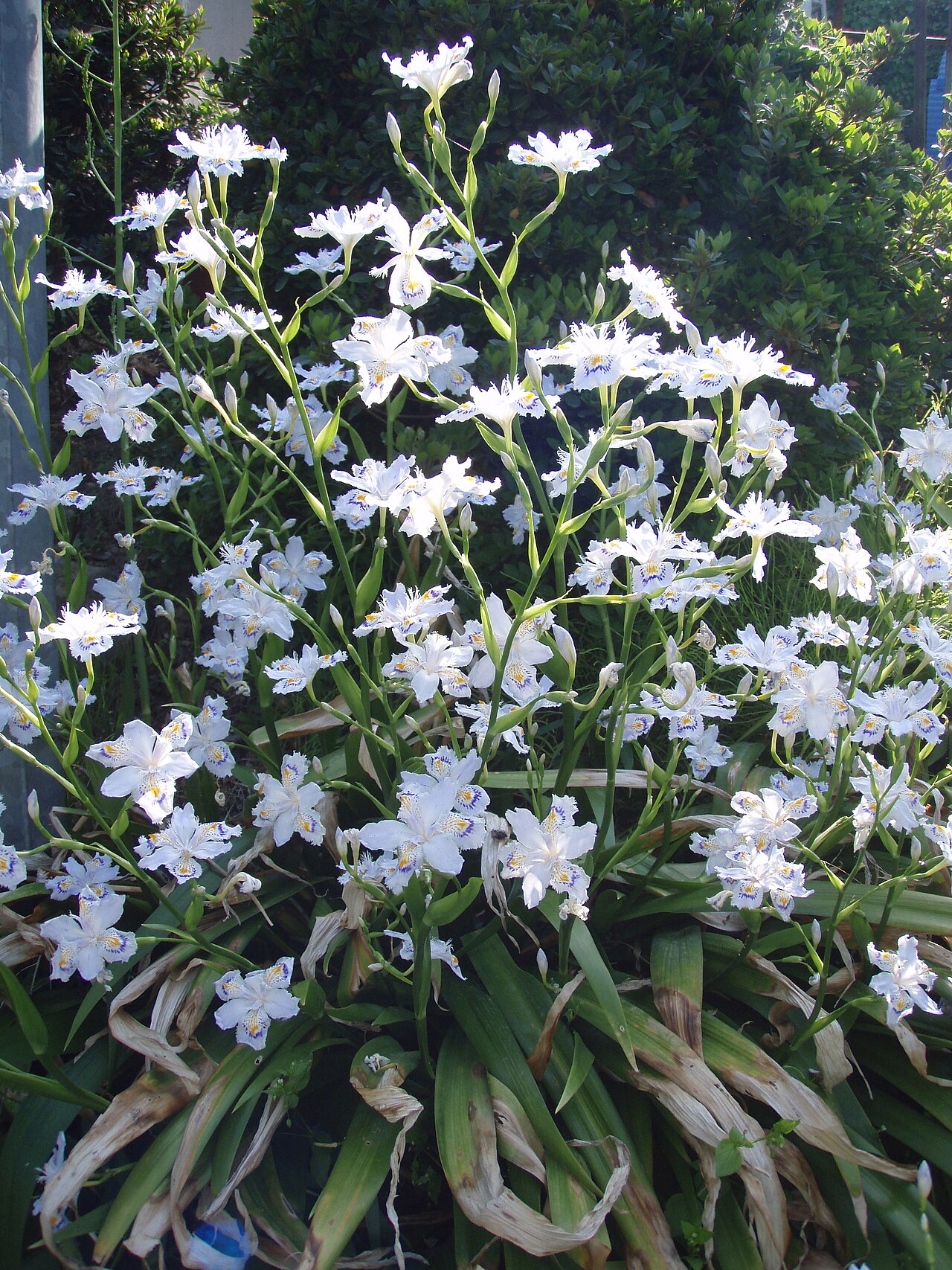 Iris japonica, Fringed iris — spreading evergreen (Iridaceae) (image 3 of 10)